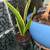 Assorted House Plants - All in Ceramic or Terracotta Pots 15 thumbnail