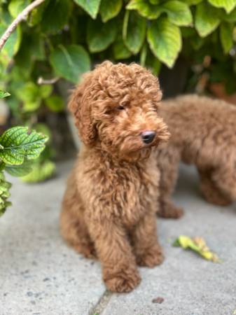 Mini Golden Doodle Male (Sacramento)63679254959233122