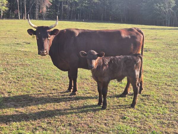 American Milking Devon, registered, with calf 1