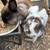 Two rabbits 2 thumbnail