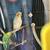 Cockatiels 1 thumbnail