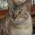 Lost cat 2 thumbnail