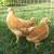 Chicks!!! 5 thumbnail