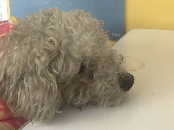 Perro pequeño blanco perdido (parque Lincoln)564474592457533441