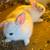 Conejos 3 thumbnail