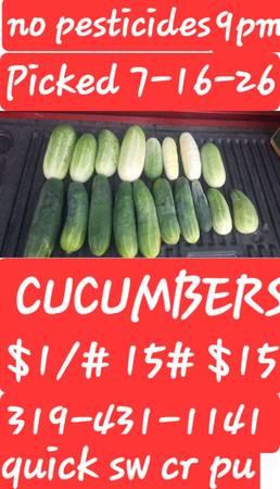 FARM FRESH CUCUMBERS 1