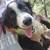 Larger toy aussie 2 thumbnail