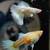 mixed pack of fancy guppies 10 thumbnail