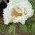 Tree Peony - PAEONIA SUFFRUTICOSA 17 thumbnail