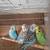 English Budgie Periquito Ingles 2 thumbnail