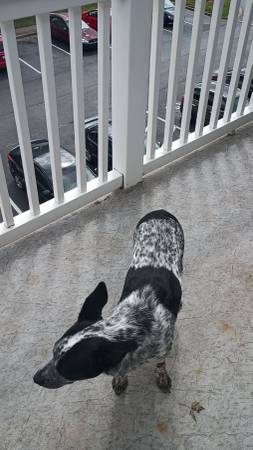 Blue heeler (Bowling Green)64018507393281122