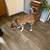 Owner passed away - Rehoming another dog 1 thumbnail
