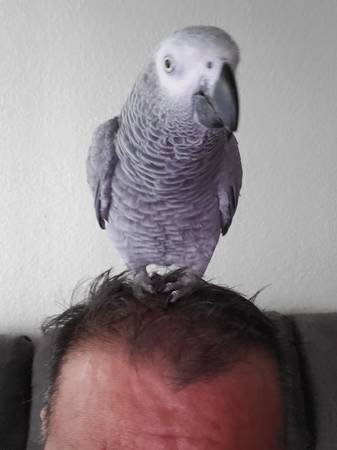 African Grey 1