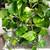 Healthy plant in a pot 1 thumbnail
