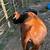 Cattle--Dexter Heifer 2 thumbnail
