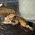 Flame adult female crested gecko and baby gecko 1 thumbnail