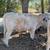 British White steers 1 thumbnail