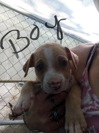 Bulldog puppies (Kingsland ga)63682121356931123
