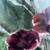 Original Watercolor of Ruby Pansies Matted and Marked in Gold Gilt Frame  21.25 7 thumbnail