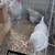 Fertile hatching full breed eggs huevo fertile gallinas 13 thumbnail