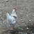 Rooster for sale/ Gallos 4 thumbnail
