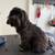 Dog Grooming 14 thumbnail