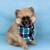 Teacup Pomeranian Puppies 2 thumbnail