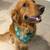 Handsome Golden Retriever Available for Stud 5 thumbnail