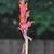 Canna Lily Bulbs & Plants 2 thumbnail