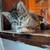Rehoming kitten 2 thumbnail