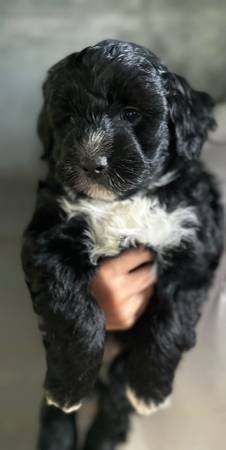 Mini aussiedoodle63625228650243122