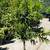 Mature Citrus Trees - Orange, Lemon, Lime, Mandarin & Kumquat 1 thumbnail