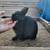 Show/brood quality Netherland dwarf rabbits 1 thumbnail