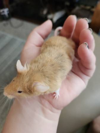 Fluffy mice available63846014353923121