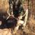 Excellent Hunting Opportunity 7 thumbnail