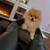 Rehoming Pomeranian 1 thumbnail