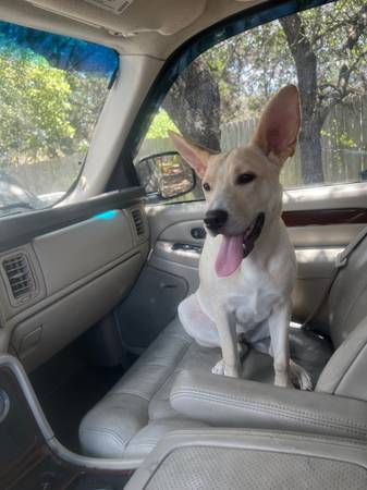basenji Mix (Copperas cove)63839343608193122