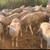 Polypay Ewe and Ram Lambs 4 thumbnail