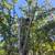 ARBORIST AARON WILL DIAGNOSE TREAT PRUNE YOUR TREES 6 thumbnail