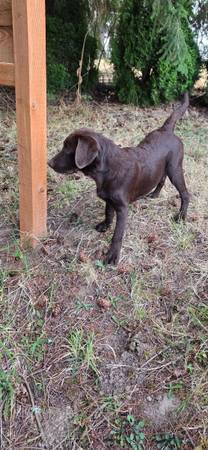 Hembra labrador chocolate (Kalama)63842373040129121