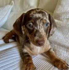 Rehoming dachshund (205304053Six)63861571471873121