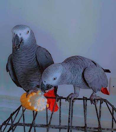 Pareja juguetona de grises con