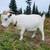Nigerian Dwarf doe 2 thumbnail