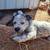 Blue Heeler/Pit Mix 6 thumbnail