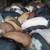 Feeder Pigs 2 thumbnail