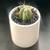 One Cactus, Two Cacti, Three Cacti, More! (Other Succulents Too!) 9 thumbnail