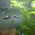 White King Cobra Guppies 1 thumbnail