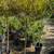 Patio Tree 6 thumbnail