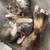 Female Kittens 2 thumbnail