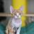 Devon Rex 3 thumbnail